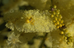 Melaleuca thymoides