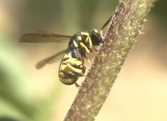 Leucospis