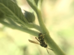 Leucospis