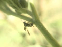 Leucospis