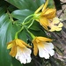 Epidendrum wallisii - Photo (c) Liam O'Brien,  זכויות יוצרים חלקיות (CC BY-NC), הועלה על ידי Liam O'Brien