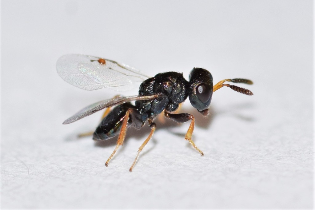 Habritys