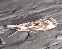 Catoptria oregonicus