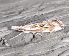 Catoptria oregonicus