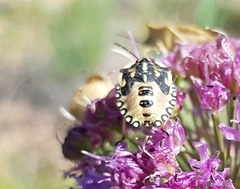 Carpocoris purpureipennis