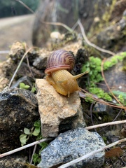 Plekocheilus pulicarius