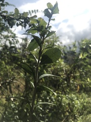 Citharexylum ilicifolium