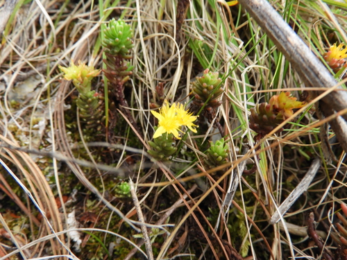 Sedum parvum