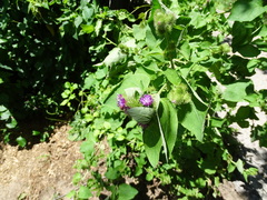 Arctium minus