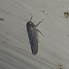 Chlorotettix necopinus