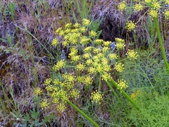 Lomatium klickitatense