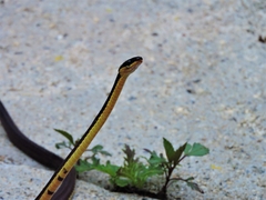 Synophis niceforomariae