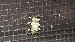 Leptostylus cretatellus