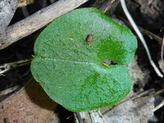 Corybas diemenicus