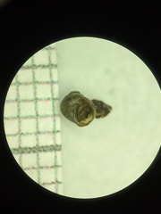 Somatogyrus integer