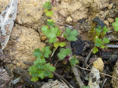 Hydrocotyle callicarpa