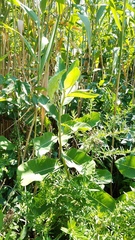 Asclepias syriaca