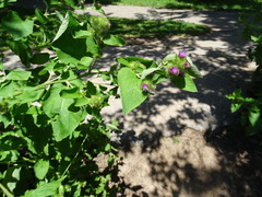 Arctium minus
