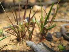 Centrolepis aristata