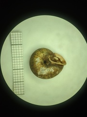 Triodopsis tridentata