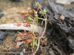 Crassula decumbens
