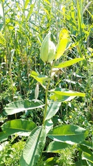 Asclepias syriaca