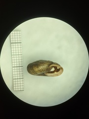 Triodopsis tridentata