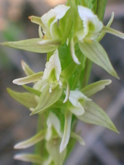 Prasophyllum pruinosum