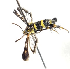 Sesiinae