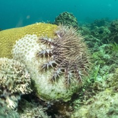 Acanthaster