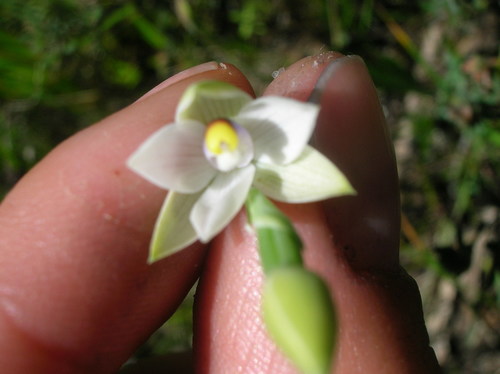 Image of Thelymitra albiflora by (c) Sam Buxton Stewart, some rights reserved (CC BY)