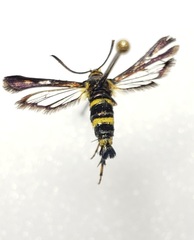 Sesiinae