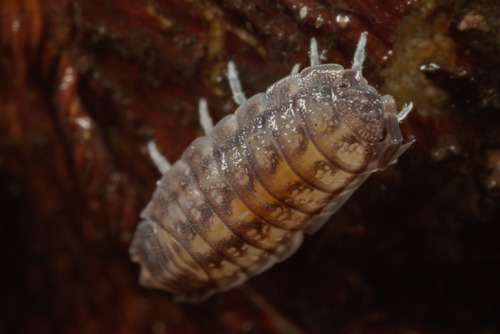 Nagurus cristatus