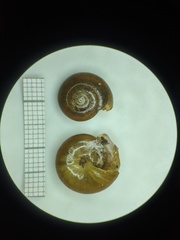 Mesomphix inornatus