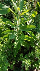 Asclepias syriaca