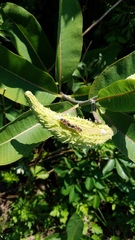 Asclepias syriaca