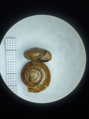 Mesomphix inornatus