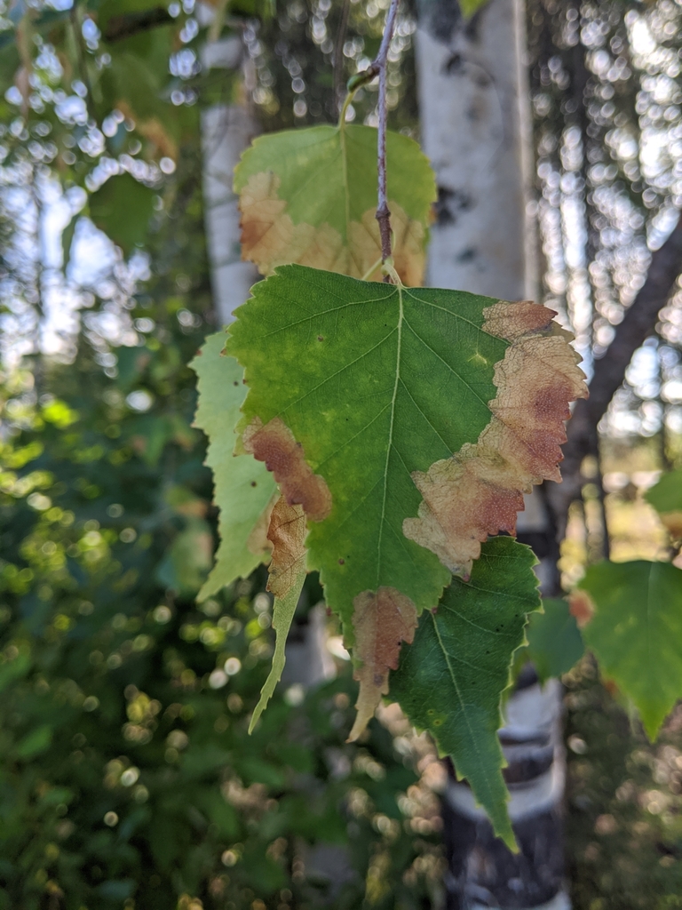 Late birch leaf edgeminer