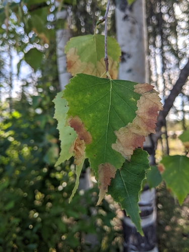 Late birch leaf edgeminer