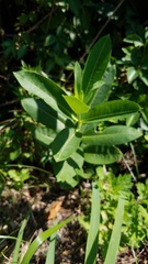 Asclepias syriaca