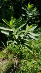 Asclepias syriaca