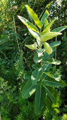 Asclepias syriaca