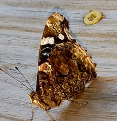 Vanessa atalanta