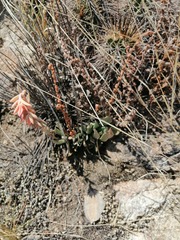 Echeveria strictiflora
