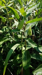 Asclepias syriaca