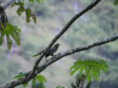 Psarocolius atrovirens