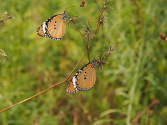 Danaus chrysippus chrysippus
