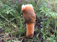 Phallus aurantiacus
