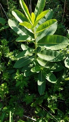 Asclepias syriaca
