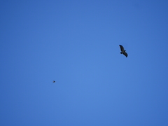 Falco sparverius peruvianus